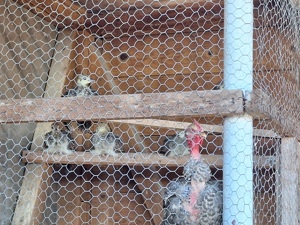 Pauni comuni de vanzare! Varsta 3 luni ,2 luni , 1 luna , oua de paun . - imagine 3