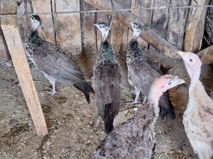 Pauni comuni de vanzare! Varsta 3 luni ,2 luni , 1 luna , oua de paun . - imagine 2