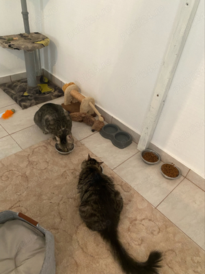 Cazare   Pensiune Pisici - imagine 4