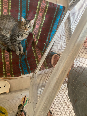 Cazare   Pensiune Pisici - imagine 3