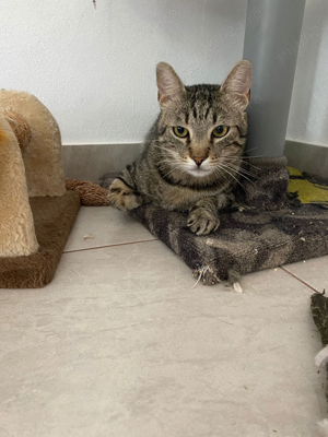 Cazare   Pensiune Pisici - imagine 9