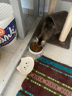 Cazare   Pensiune Pisici - imagine 5