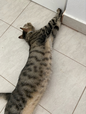 Cazare   Pensiune Pisici - imagine 8