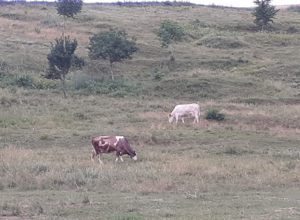 Teren de vanzare extravilan Bogdanesti