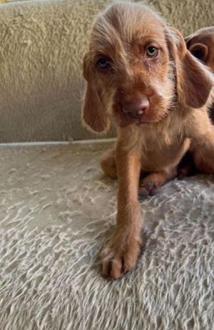 Pui de vijla viszla vizsla maghiara sarmos