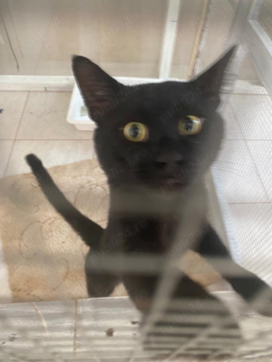 Cazare   Pensiune Pisici - imagine 10