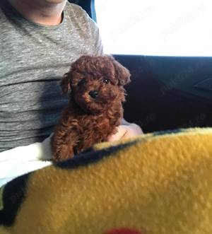 Pudel poodle de vanzare talie mini deosebit transport