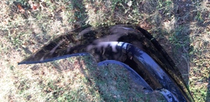 Bara sapte Bmw E60 de vânzare - imagine 2