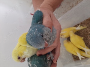 Papagali  Călugări blânzi și iubitori  - imagine 3  Papagali  Călugări blânzi și iubitori  - imagine 3