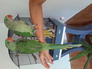 Puiuți Marele Alexandar 