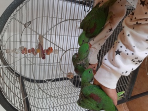 Puiuți Marele Alexandar  - imagine 3