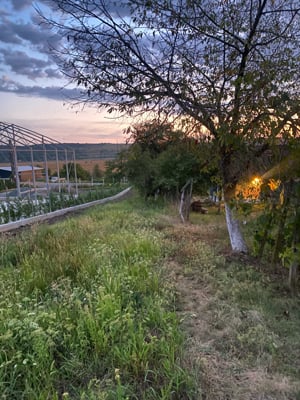 Teren de vanzare Cantalaresti  12 km de Vaslui- 21  euro mp - imagine 6