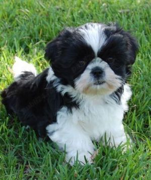 Shih-tzu talie mica