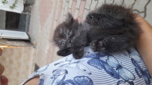 pui persan  - imagine 4