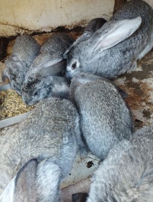 Vind iepurite gestante