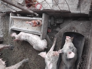 Vând purcei - imagine 3 Vând purcei - imagine 3