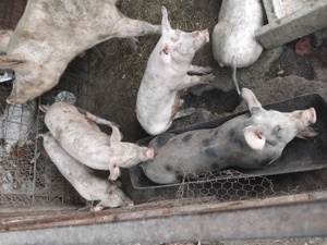 Vând purcei - imagine 2 Vând purcei - imagine 2