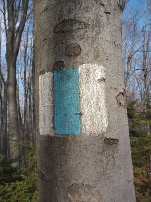 Drumetii copii în Brașov