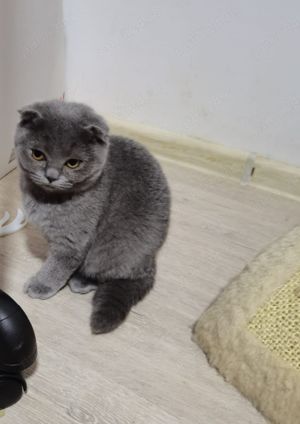 Se vinde motanel british shorthair