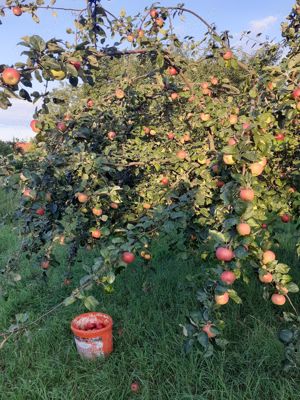 Tuica de calitate - imagine 9