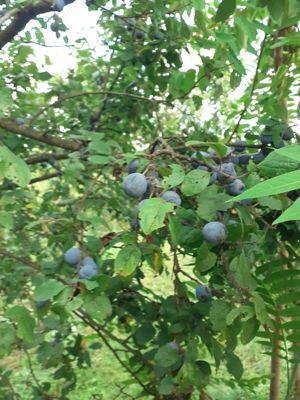 Tuica de calitate - imagine 10