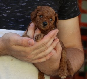  disponibili pui Pudel ( Canis,Barboncino ) toy rosu - imagine 3