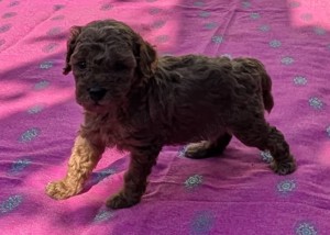  disponibili pui Pudel ( Canis,Barboncino ) toy rosu - imagine 5