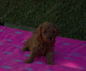  disponibili pui Pudel ( Canis,Barboncino ) toy rosu - imagine 2