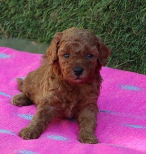  disponibili pui Pudel ( Canis,Barboncino ) toy rosu