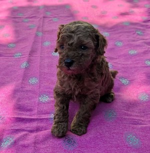  disponibili pui Pudel ( Canis,Barboncino ) toy rosu - imagine 4