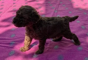  disponibili pui Pudel ( Canis,Barboncino ) toy rosu - imagine 6