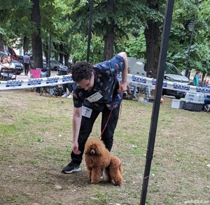  disponibili pui Pudel ( Canis,Barboncino ) toy rosu - imagine 7