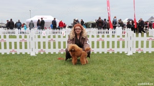  disponibili pui Pudel ( Canis,Barboncino ) toy rosu - imagine 8