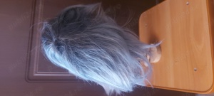 Peruca , Peruci  - imagine 4