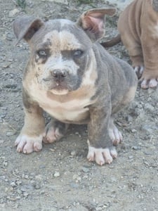 american bully pocket 