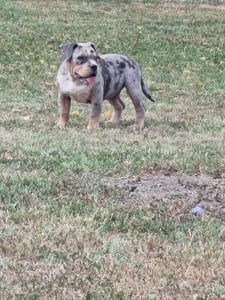 american bully pocket 