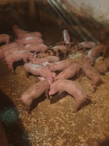 Purcei aproximativ 20 kg 450 lei bucata - imagine 2