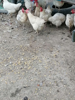 Gaini diferite rase  - imagine 3