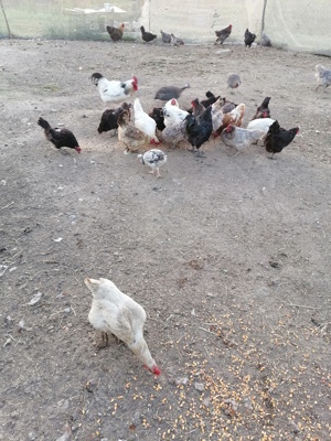 Gaini diferite rase  - imagine 6