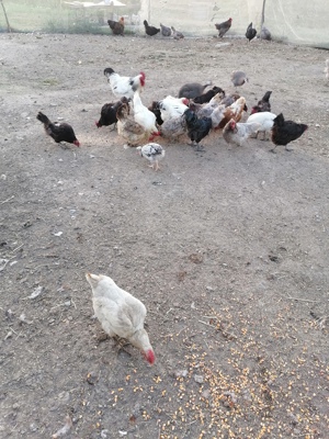 Gaini diferite rase  - imagine 5