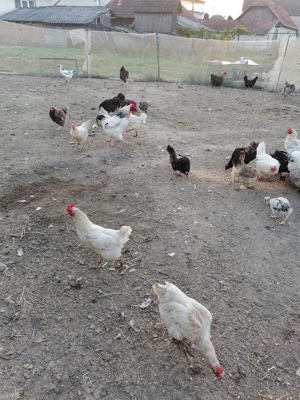 Gaini diferite rase  - imagine 4