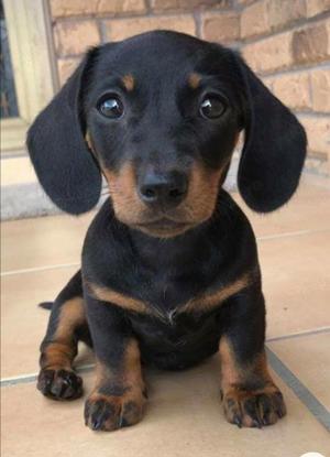 Teckel metis - imagine 2