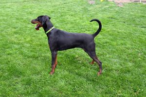 Femela dobermann - imagine 3