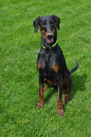 Femela dobermann - imagine 2