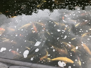 Crapi koi japonezi - imagine 2 Crapi koi japonezi - imagine 2