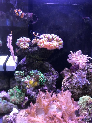 Acvariu  - imagine 3 Acvariu  - imagine 3