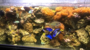 Acvariu  - imagine 5 Acvariu  - imagine 5