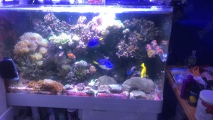 Acvariu  - imagine 4 Acvariu  - imagine 4