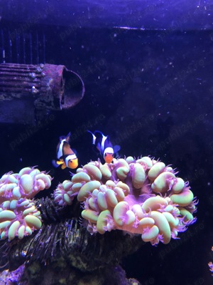 Acvariu  - imagine 2 Acvariu  - imagine 2