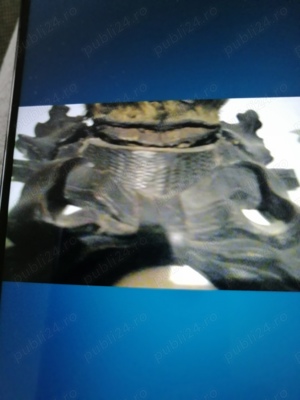 Trofee capra neagra - imagine 5